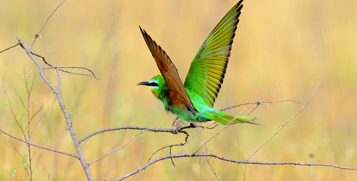 Blue-cheeked bee-eater (Merops persicus) captured in Azerbaijan 
