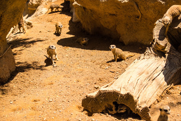 Obraz premium The meerkat or suricate (Suricata suricatta) is a small carnivoran belonging to the mongoose family