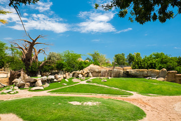 Fototapeta premium The giraffe is a genus of African artiodactyl mammal to which four species belong; it is the tallest living terrestrial animal, as well as the largest ruminant.