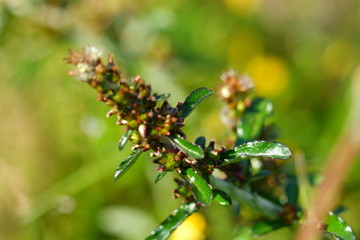 ウラジロチチコグサモドキ