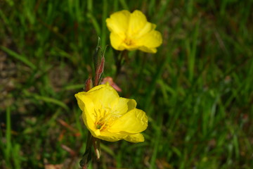初夏のマツヨイグサ,宵待草,黄色い花を持つ月見草