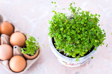 Microgreen seedlings, seedlings of arugula in eggshell. arugula in a flower pot. seedlings on a light background. a life. household chores. stay home.