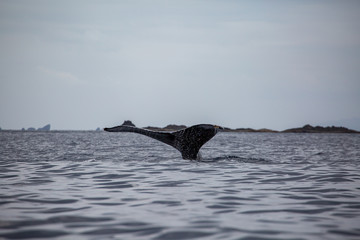 ザトウクジラの尾びれ