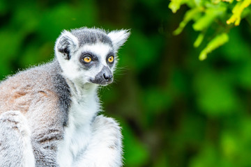 Fototapeta premium Ring-tailed lemur - endemic animal of Madagascar. Close-up portrait