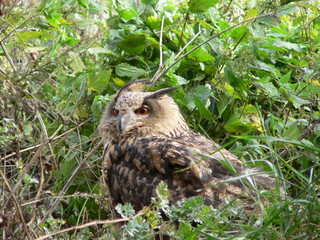 Eurasian eagle-owl (Bubo bubo) portrait in Chernobyl zone