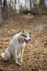 Portrait of gorgeous Siberian Husky dog standing in the bright enchanting fall forest