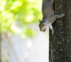 A squirrel with a nut in its mouth