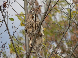 Long-eared owl (Asio otus), also known as the northern long-eared owl or, more informally, as the lesser horned owl or cat owl