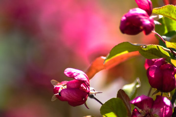 Spring Tree Blossoms.