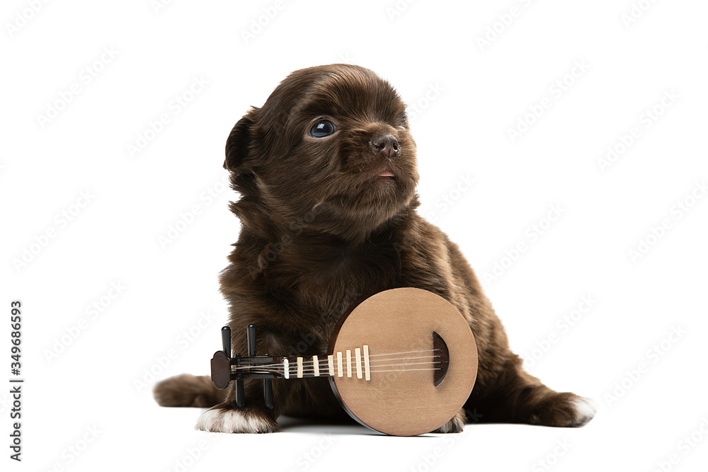 Sticker Cute Chihuahua puppy on a white background. Photo in a Studio with isolation