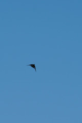 Fototapeta na wymiar sparrow in flight