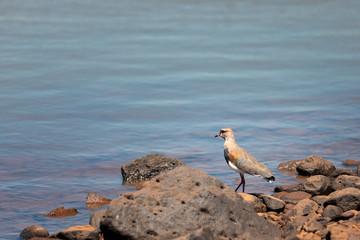 Southern lapwing (Vanellus chilensis) on rocks in river Uruguay