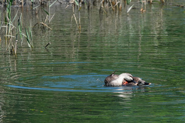 mating of ducks