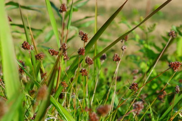 春の野草、スズメノヤリ群生