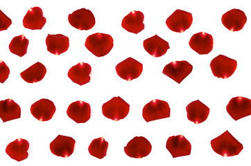 red rose petals on a white background, beautiful background closeup