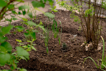 Spring Planting, planting organic seedlings in a raised garden bed