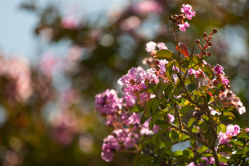 Pink garden flowers on tree in spring with bokeh in background