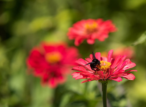 Black bumblebee pollinating red zinnia flower with yellow center