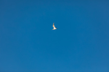 Obraz na płótnie Canvas Seagull bird (large-billed tern) flies in clear blue sky