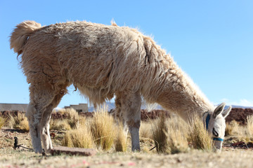 Naklejka premium alpaca