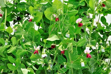 えんどう豆の花
