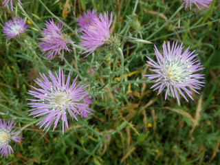 Flores silvestres de color púrpura