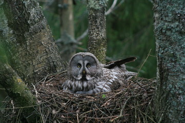 Great grey owl or great gray owl (Strix nebulosa) on nest with chicks 