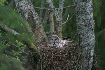 Great grey owl or great gray owl (Strix nebulosa) on nest with chicks 