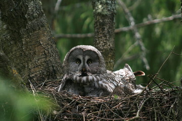 Great grey owl or great gray owl (Strix nebulosa) on nest with chicks 