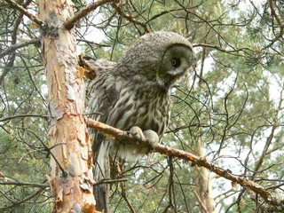 Great grey owl or great gray owl (Strix nebulosa) on nest with chicks 
