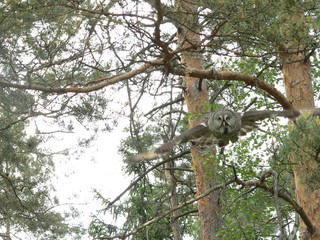 Great grey owl or great gray owl (Strix nebulosa) on nest with chicks 