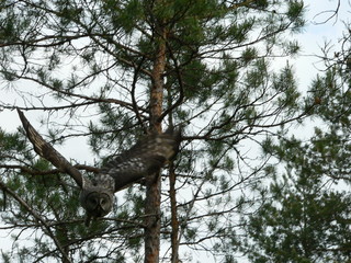 Great grey owl or great gray owl (Strix nebulosa) on nest with chicks 