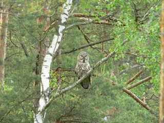 Great grey owl or great gray owl (Strix nebulosa) on nest with chicks 