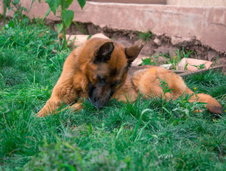 german shepherd dog in the garden of my house resting