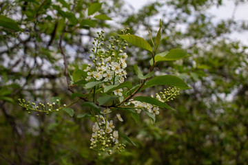 Emerging buds and white flower blossoms on the branch of a Canada red cherry tree, with defocused background