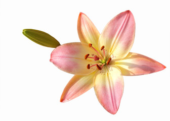 Fototapeta na wymiar Lily flower with Bud isolated on white background