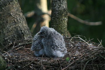 Great grey owl or great gray owl (Strix nebulosa) on nest with chicks 