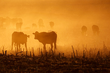 Silhouette of free-range cattle walking on dusty field at sunset, South Africa.