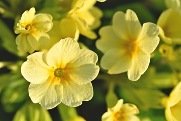 Fototapeta na wymiar Background. Yellow flowers illuminated by the sun