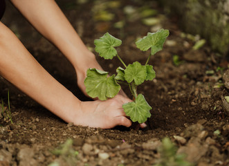 World environment day concept: hands of the women were planting the seedlings into the ground to dry.