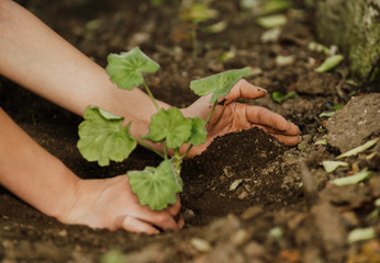 World environment day concept: hands of the women were planting the seedlings into the ground to dry.
