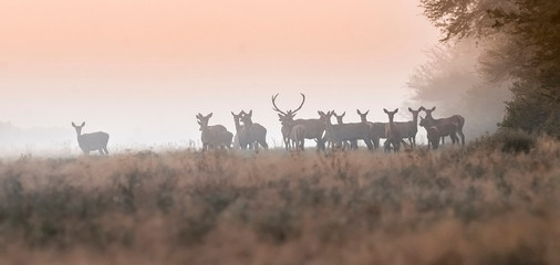 Red deer in the fog, Argentina, Parque Luro Nature Reserve