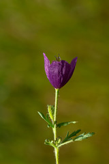 Wild red poppies (Papaver Rhoeas) at sunshine. Purple poppies, green garden in the background.