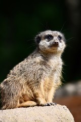 meerkat on the lookout