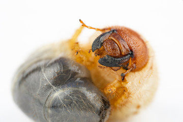 Chafer grub (Melolontha melolontha) isolated on white background. Macro photo. 