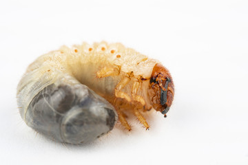 Chafer grub (Melolontha melolontha) isolated on white background. Macro photo. 