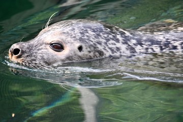 Seal swimming in green water 