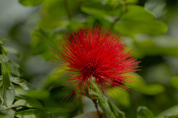 plant, leaf pattern and colorful flower