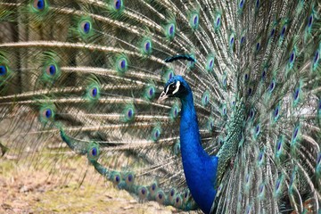 Obraz premium peacock with feathers out