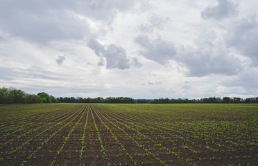 Crop field with young green plants in stright lines. Beautiful cloudy sky. 